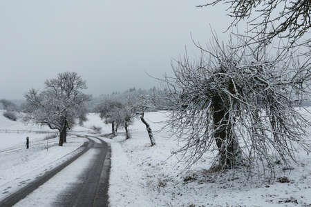 Winter landscape with freshly fallen snow in the morningの写真素材