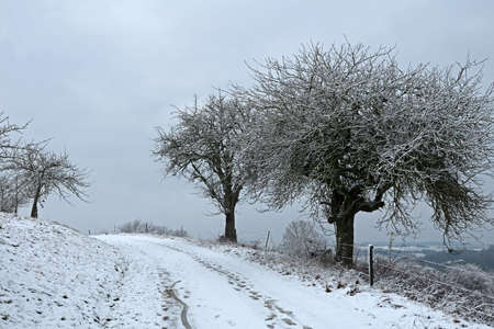 Winter landscape with freshly fallen snow in the morningの写真素材