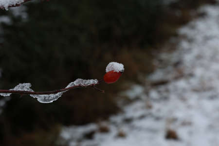 Rosehip branches with red berries covered with snowの写真素材