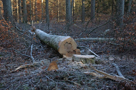 Trunk of a sawn tree in the forest in winterの写真素材