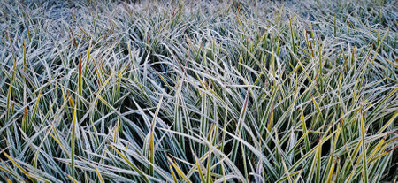 Green grass covered with frost on a frosty morningの写真素材