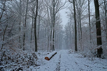 Winter, Frosty morning in the winter forest.の写真素材