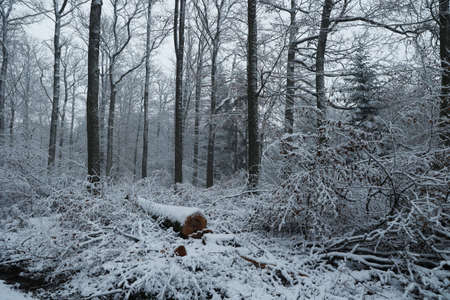 Winter, Frosty morning in the winter forest.の写真素材
