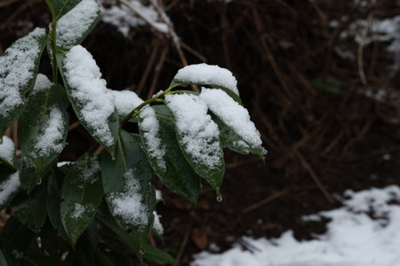 Green leaves of a bush covered with snowの写真素材