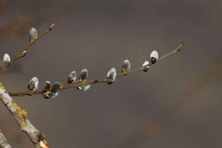 Spring. Willow branch with white fluffy budsの写真素材