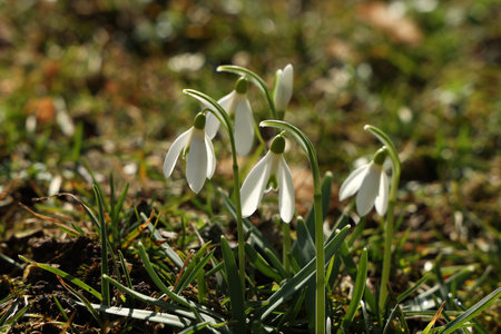 Galanthus. A cluster of snowdrops backlit with sunlight.の写真素材