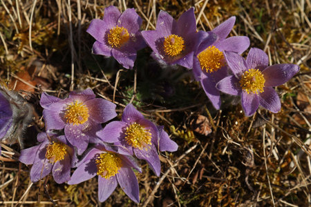 Beautiful purple fluffy flower Oriental Pulsatilla patens pasqueflower.