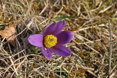 Beautiful purple fluffy flower Oriental Pulsatilla patens pasqueflower.