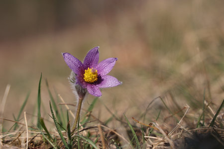 Beautiful purple fluffy flower Oriental Pulsatilla patens pasqueflower.の写真素材