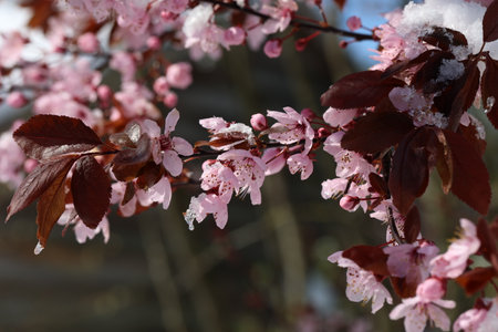 Winter has returned. Blossoming cherry in the snow.の写真素材