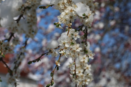 Winter has returned. Blossoming cherry in the snow.の写真素材