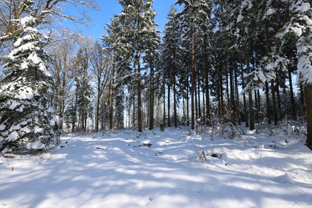 Winter, Frosty morning in the winter forest.の写真素材