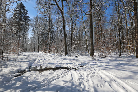 Winter, Frosty morning in the winter forest.の写真素材