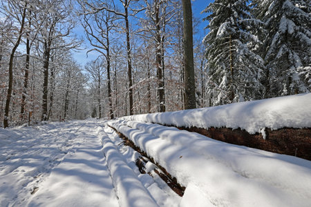 Winter, Frosty morning in the winter forest.の写真素材