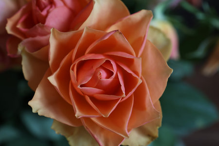Fragments of a floral bouquet with beautiful roses.の写真素材
