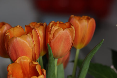 Fragments of a flower bouquet with beautiful tulips.の写真素材