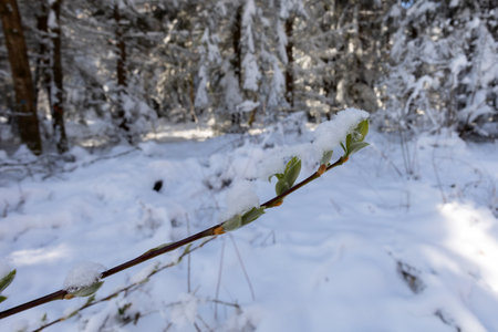 Green twig against the background of unexpectedly falling snow.の写真素材