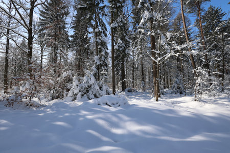 Winter. Frosty morning in the winter forest.の写真素材