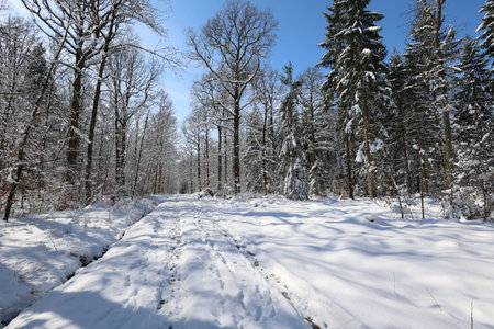 Winter. Frosty morning in the winter forest.の写真素材