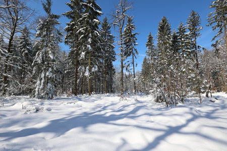 Winter. Frosty morning in the winter forest.の写真素材