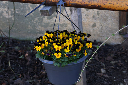 Beautiful pansies on a hanging flower pot.の写真素材