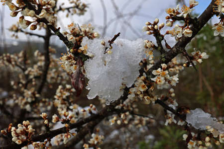 Blossoming thorn branches. Sunny spring day in the forest.の写真素材