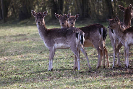 Deer at the edge of the forestの写真素材