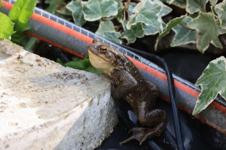 A frog in the garden pond in springの写真素材
