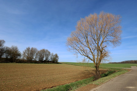 Spring landscape with a tree on a clear dayの写真素材