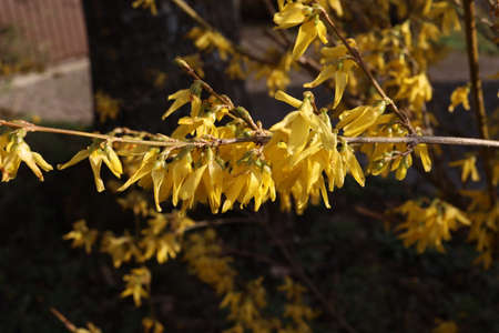 A macro shot of some forsythia bush bloomsの写真素材