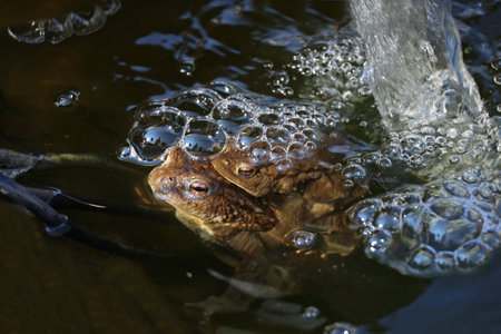 Toads in the breeding season in a pondの写真素材