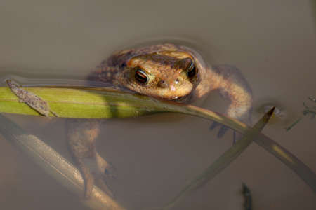 Toad in the breeding season in a pondの写真素材