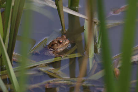 Toad in the breeding season in a pondの写真素材