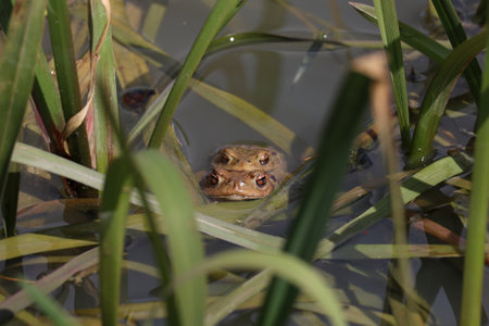 Toads in the breeding season in a pondの写真素材