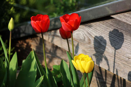 Beautiful red tulips in spring in the flowerbedの写真素材