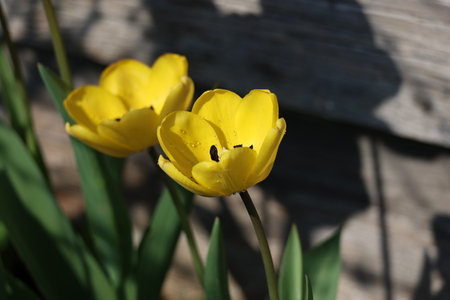 Beautiful red tulips in spring in the flowerbed.の写真素材