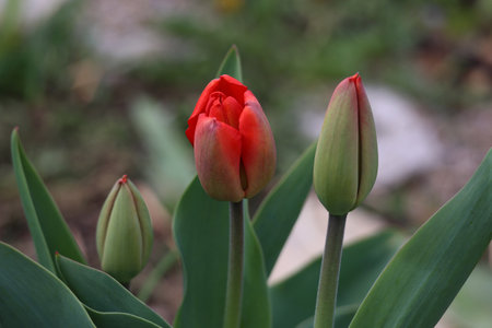 Beautiful red tulips in spring in the flowerbed.の写真素材