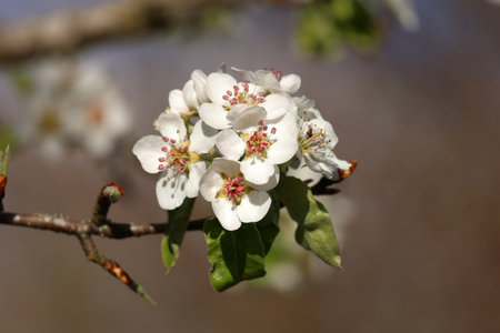 Fruit trees in the garden bloom in spring.の写真素材