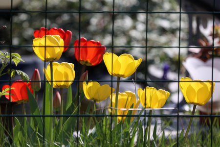 Beautiful red tulips in spring in the flowerbed.の写真素材