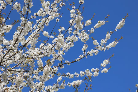 Fruit trees in the garden bloom in spring.の写真素材