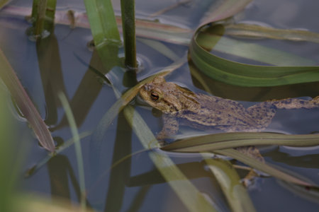 Toad in the breeding season in a pond.の写真素材