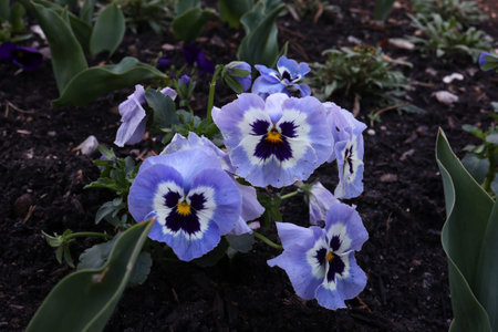 Beautiful pansies grow in the garden near the house.の写真素材