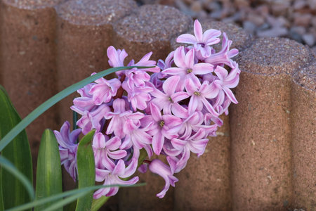 Purple hyacinth on a flower bed in the garden.の写真素材