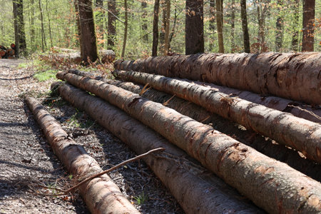 Freshly cut trees in the forest, on the side of a forest road.の写真素材
