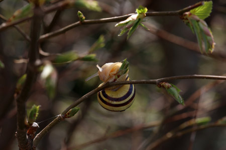 The snail crawls on the branches of a tree.の写真素材