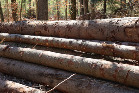 Freshly cut trees in the forest, on the side of a forest road.の写真素材
