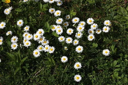 A group of white daisies in the meadow.の写真素材