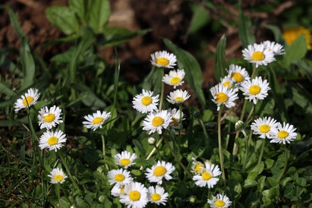 A group of white daisies in the meadow.の写真素材