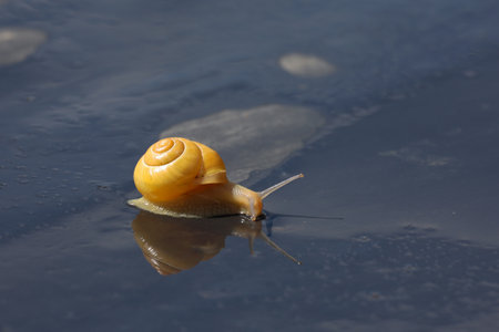 The snail slowly crawls on a wet surface.の写真素材