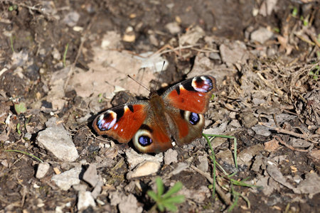 The European peacock, known as the peacock butterfly, is a colorful European butterfly. The design on its wings resembles the eyes of a peacock. Here he sits on the ground.の写真素材
